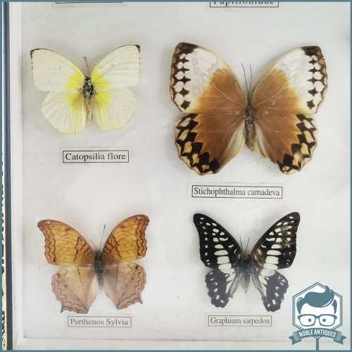 Large Framed Mounted Butterfly Collection!!!