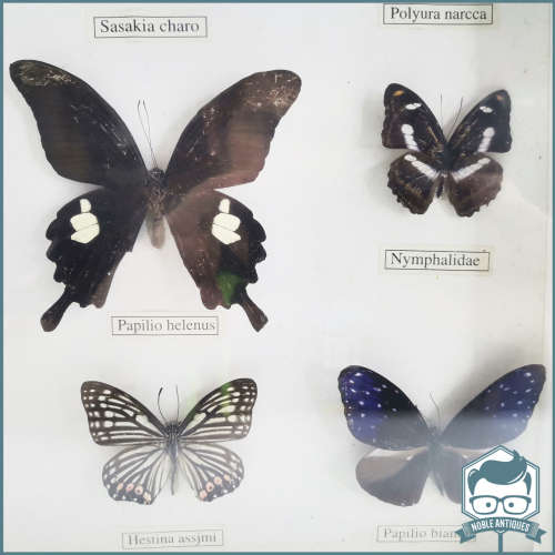 Large Framed Mounted Butterfly Collection!!!