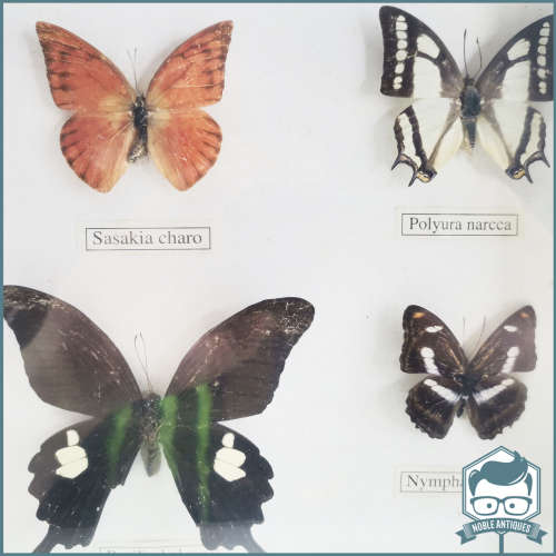 Large Framed Mounted Butterfly Collection!!!