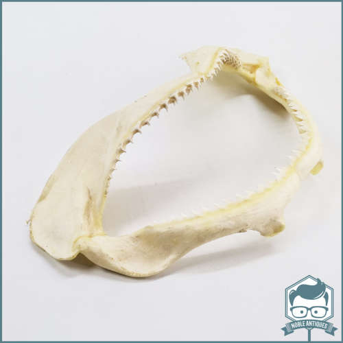 Original Bull Shark Skeletal Jaws!!! Razor Sharp!!!