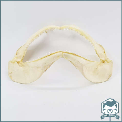Original Bull Shark Skeletal Jaws!!! Razor Sharp!!!