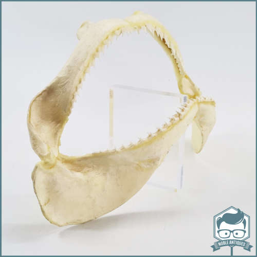Original Bull Shark Skeletal Jaws!!! Razor Sharp!!!