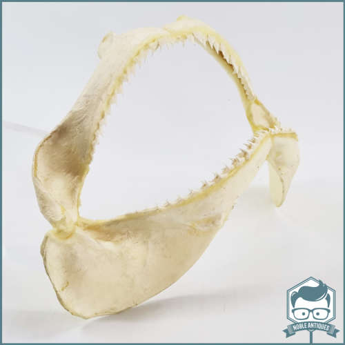 Original Bull Shark Skeletal Jaws!!! Razor Sharp!!!
