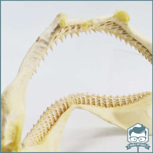 Original Bull Shark Skeletal Jaws!!! Razor Sharp!!!