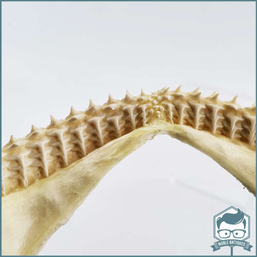 Original Bull Shark Skeletal Jaws!!! Razor Sharp!!!