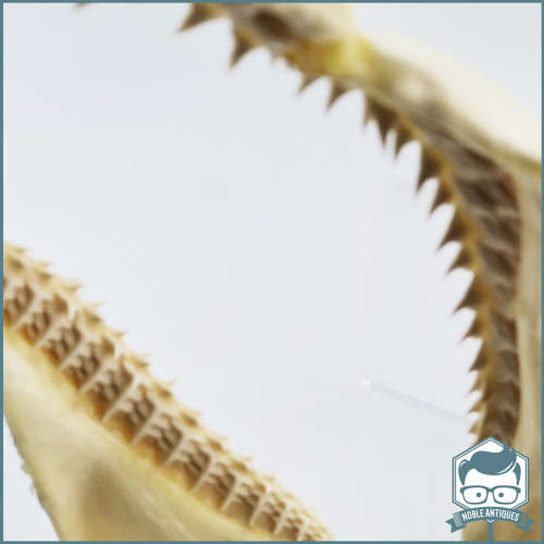 Original Bull Shark Skeletal Jaws!!! Razor Sharp!!!