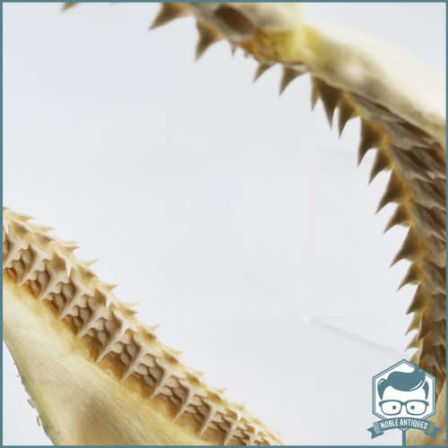Original Bull Shark Skeletal Jaws!!! Razor Sharp!!!