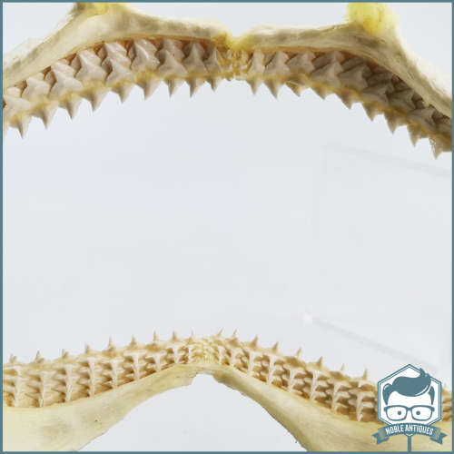 Original Bull Shark Skeletal Jaws!!! Razor Sharp!!!