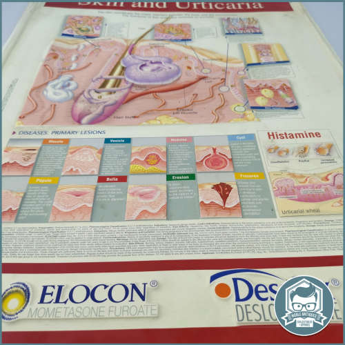 2004 Embossed Plastic Skin and Urticaria Anatomical Chart!!! 65cm x 40cm