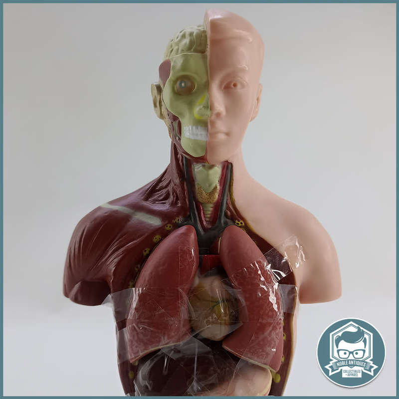 Human Torso Anatomical Model!!!
