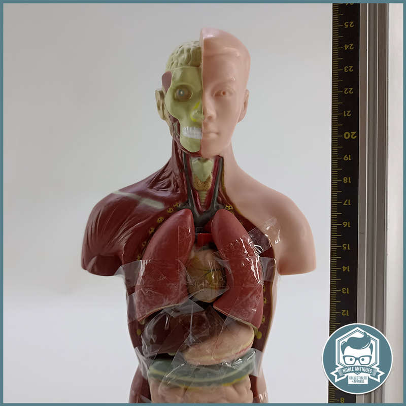 Human Torso Anatomical Model!!!