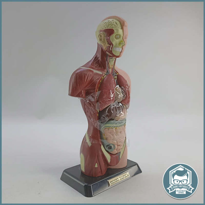 Human Torso Anatomical Model!!!
