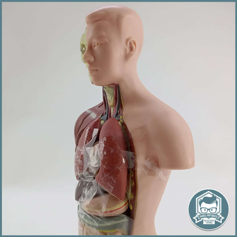 Human Torso Anatomical Model!!!