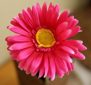 Quality silk flower.7 colors Cosmos.55cm length.1 flower/branch.