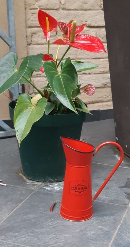Vintage Enamel watering can - French design
