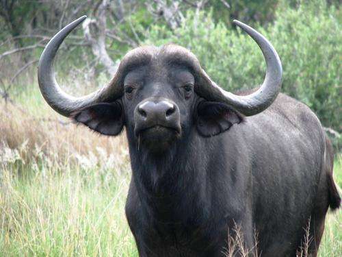 Mabula Timeshare 2 Bedroom 6 Sleeper Rental 1wk from 28 December incl. 24 free game drives