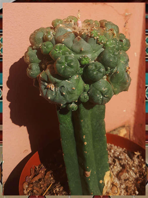 Grafted Peyote Plant
