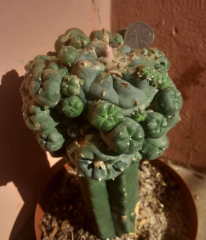 Grafted Peyote Plant