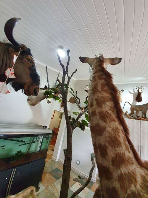 GIRAFFE TAXIDERMY