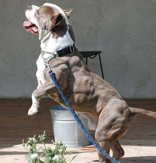 dog using Bully Max