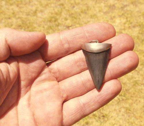 Fossilzed Great white Shark Tooth Pendant - 4.1cm