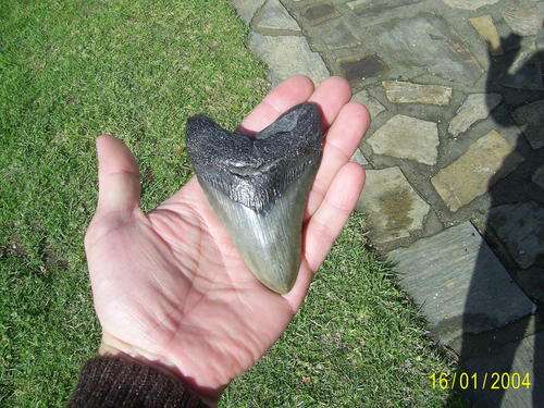 Megalodon Shark Tooth - 10.63cm