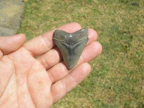 Megalodon Shark Tooth - 5.4cm