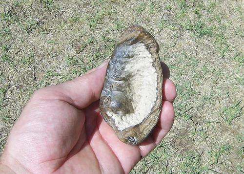 Fossilized Whale Bone Inner Ear