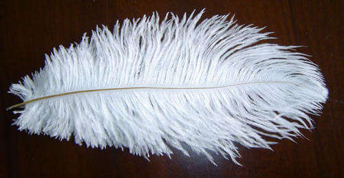Ostrich Feathers R20