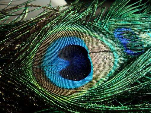 Peacock Feathers R12