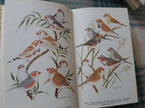 THE WORLD OF ZEBRA FINCHES - CYRIL H ROGERS