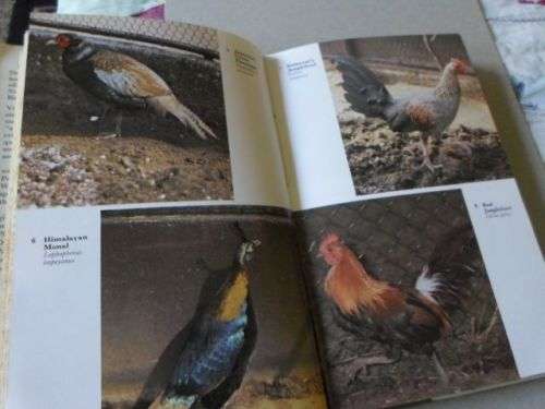 THE HANDBOOK OF FOREIGN BIRDS VOL 2 - A RUTGERS