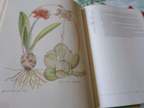 INDIGENOUS HEALING PLANTS - MARGARET ROBERTS (  weight 1,5 kg )