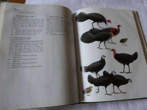 THE MEGAPODES - DARRYL N JONES , RENE W.R.J. DEKKER . CEES S ROSELAAR ( weight 0,80 kg )