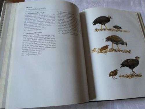THE MEGAPODES - DARRYL N JONES , RENE W.R.J. DEKKER . CEES S ROSELAAR ( weight 0,80 kg )