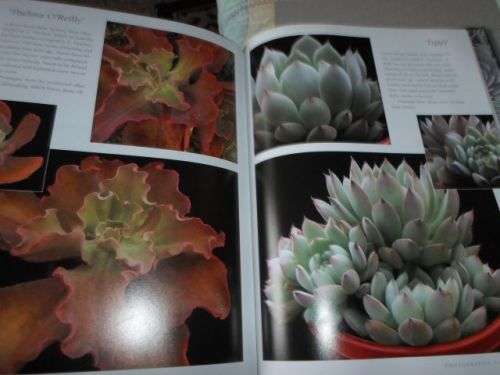 ECHEVERIA CULTIVARS - LORRAINE SCHULZ AND ATTILA KAPITANY ( 0,70 kg )