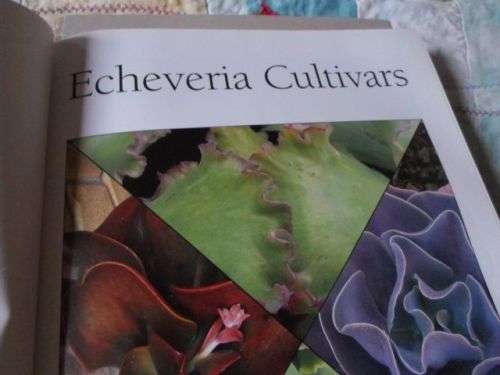 ECHEVERIA CULTIVARS - LORRAINE SCHULZ AND ATTILA KAPITANY ( 0,70 kg )