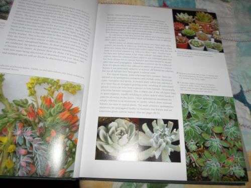 ECHEVERIA CULTIVARS - LORRAINE SCHULZ AND ATTILA KAPITANY ( 0,70 kg )