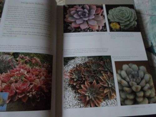 ECHEVERIA CULTIVARS - LORRAINE SCHULZ AND ATTILA KAPITANY ( 0,70 kg )