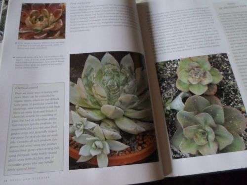 ECHEVERIA CULTIVARS - LORRAINE SCHULZ AND ATTILA KAPITANY ( 0,70 kg )