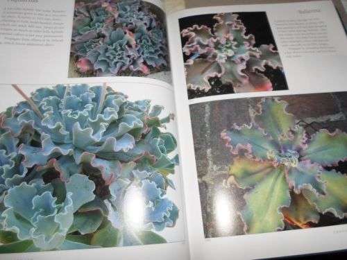 ECHEVERIA CULTIVARS - LORRAINE SCHULZ AND ATTILA KAPITANY ( 0,70 kg )
