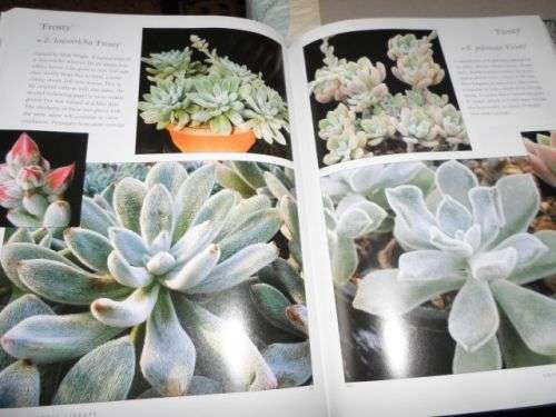 ECHEVERIA CULTIVARS - LORRAINE SCHULZ AND ATTILA KAPITANY ( 0,70 kg )