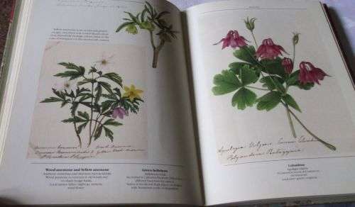 THE FRAMPTON FLORA - RICHARD MABEY