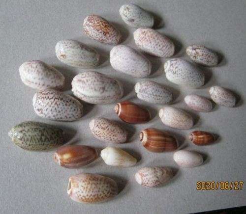LOT OF OLIVE SEA SHELLS