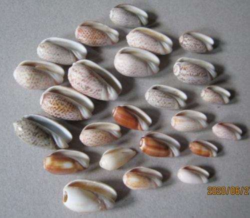 LOT OF OLIVE SEA SHELLS