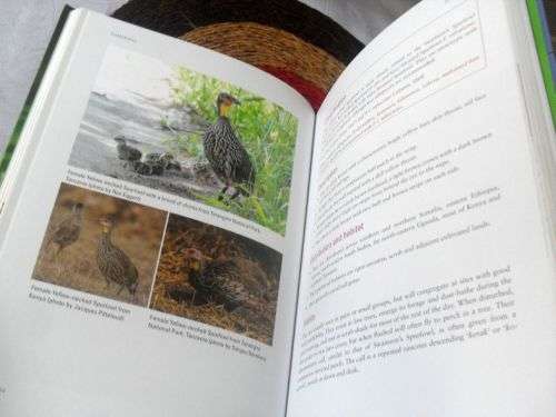 TERRESTRIAL GAMEBIRDS & SNIPES OF AFRICA - ROB LITTLE