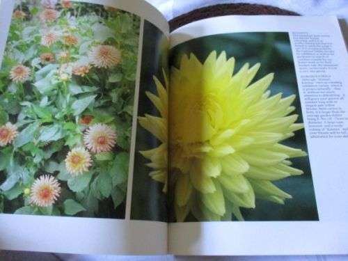 DAHLIAS - THEIR CARE AND CULTIVATION - PHILIP DAMP