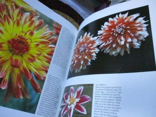 DAHLIAS - THEIR CARE AND CULTIVATION - PHILIP DAMP