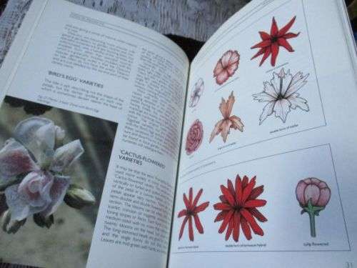 PELARGONIUMS FOR COLOUR AND VARIETY - JAN TAYLOR