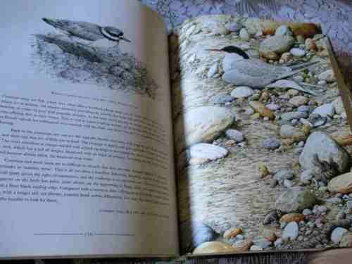 BIRDS - AN ARTIST`S VIEW - SELECTED PAINTINGS BY TERANCE JAMES BOND